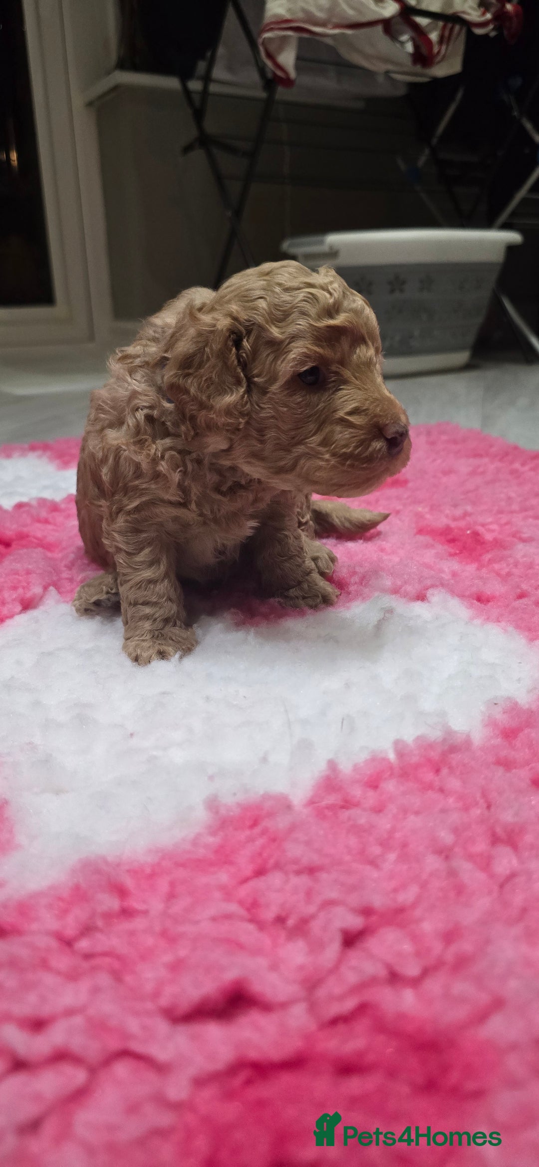 Cockapoo dogs for sale: STUNNING LITTER OF COCKAPOO F1B - Advert 14