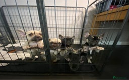 French Bulldog dogs for sale: French bulldog pups  - Image 4