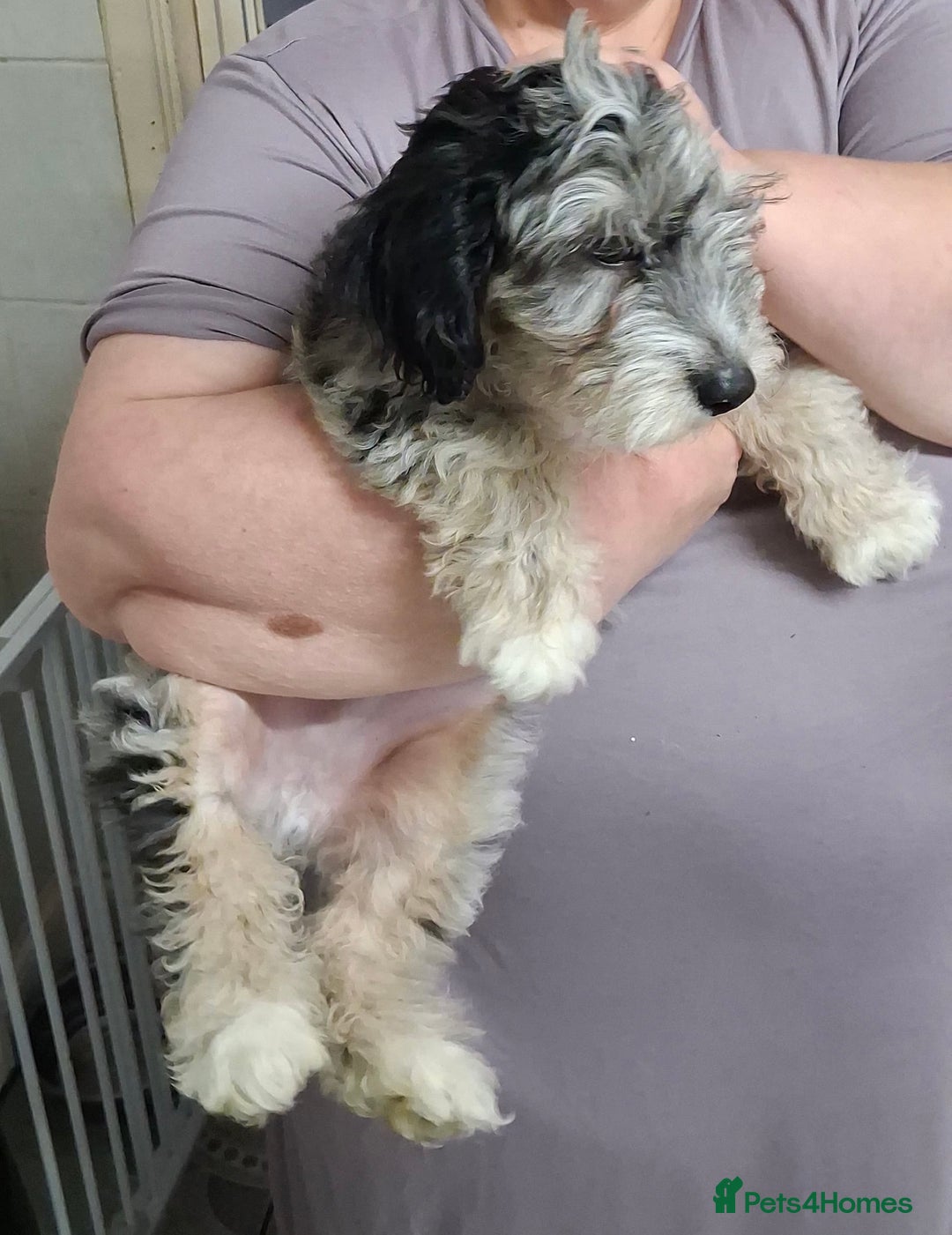 Cavapoochon dogs for sale: Cavapoochon puppy - Advert 5