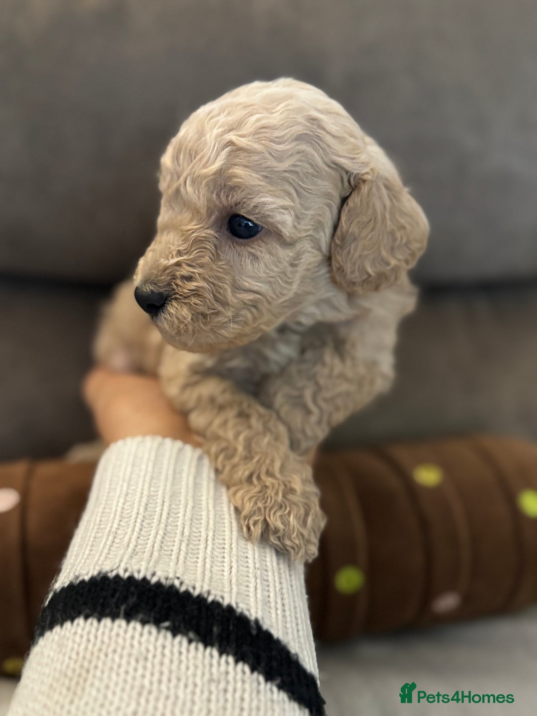 Labradoodle dogs for sale: Miniature Labradoodle puppies - Image 20