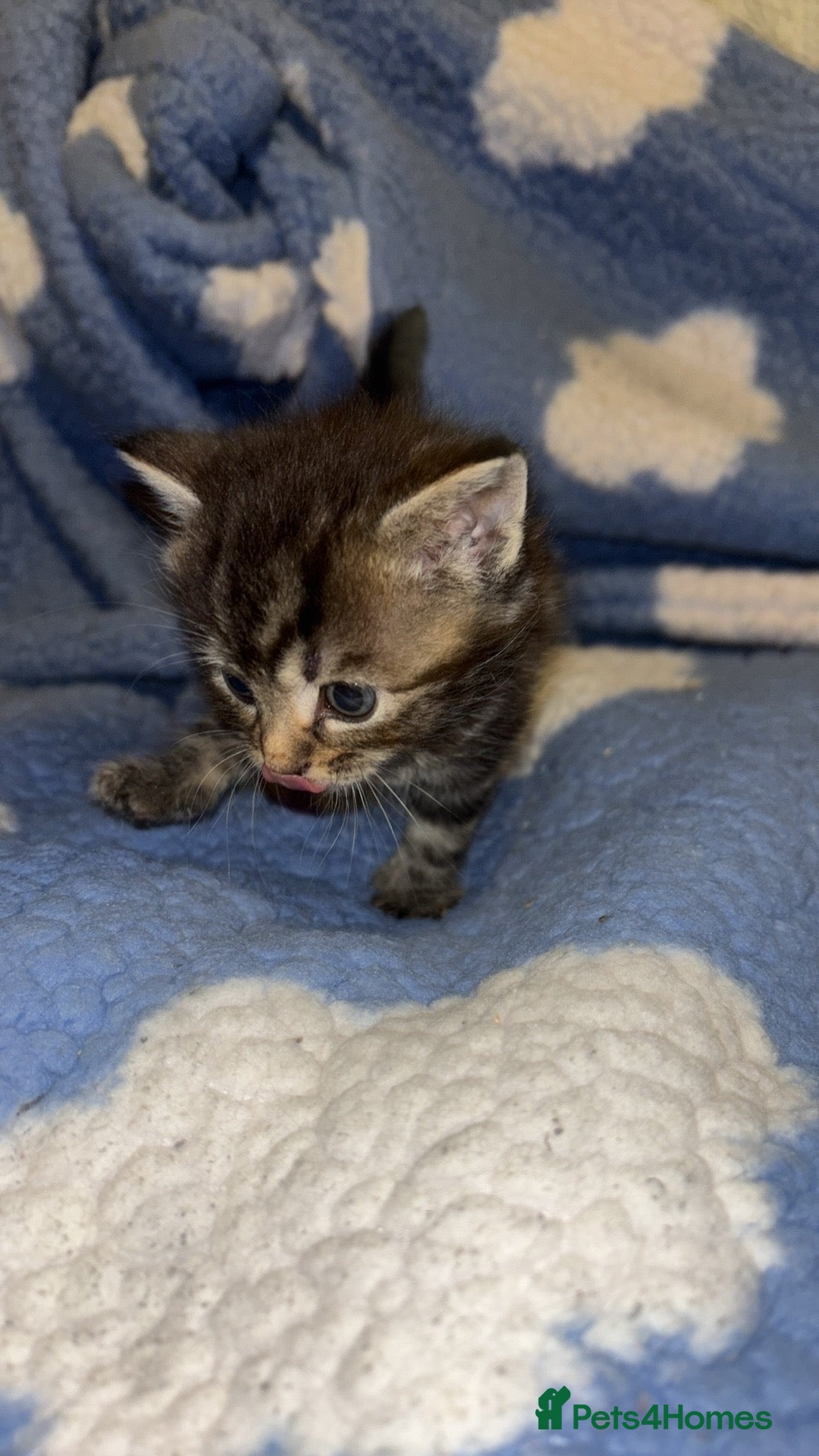 Turkish Angora cats for sale: Friendly, Cute & Cuddly Kittens – Ready 10/12  - Advert 15