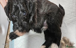 Schnoodle dogs for sale: 2 beautiful schnoodles  - Image 9
