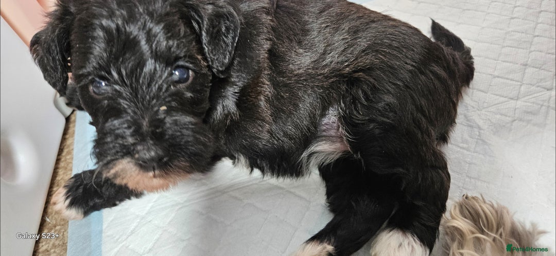 Schnoodle dogs for sale: 2 beautiful schnoodles  - Image 9