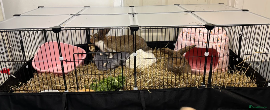 Mixed Breed rabbits for sale: 6 baby bunnies in Sturminster Newton - Advert 10