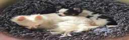Chihuahua dogs for sale: KC Reg Chihuahua Pups, Champion lines. - Advert 28