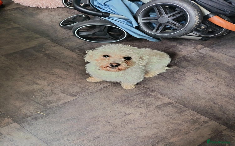 Bichon Frise dogs - Advert 7
