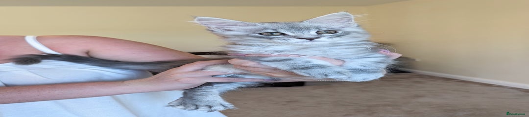 Maine Coon Kitten 1