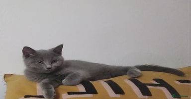 British Shorthair cats - Advert 4
