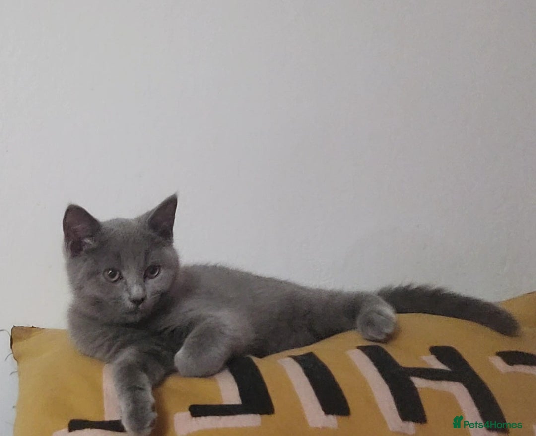 British Shorthair cats for sale:   boy available  British Blueshorthair - Image 3