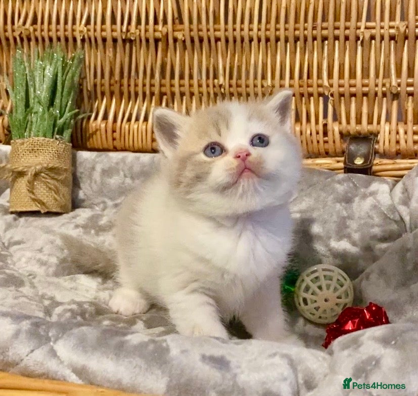 Scottish Fold cats 🧸😻CHAMPION LINE TICA ACTIVE SCOTTISH/BSH😻🧸 - Advert 1
