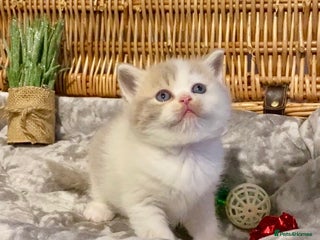 Scottish Fold cats 🧸😻CHAMPION LINE TICA ACTIVE SCOTTISH/BSH😻🧸 - Advert 6