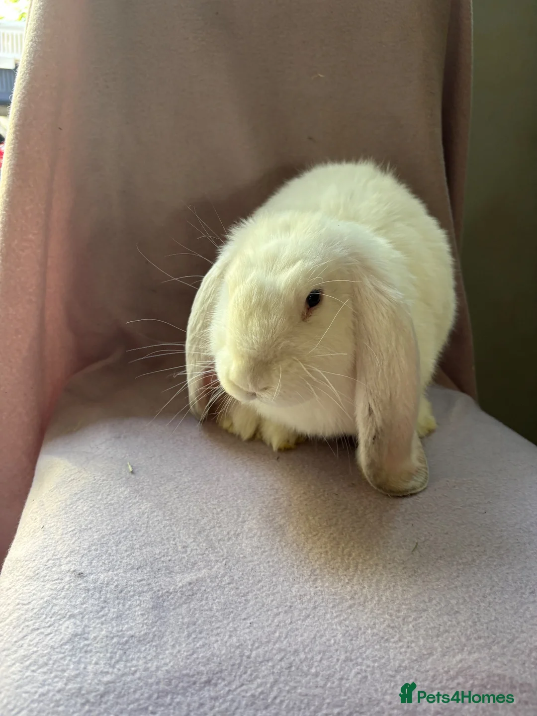 French Lop rabbits for sale: French lop baby - Advert 5