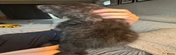 Persian cats for sale: Mixed breed Persian kittens - Advert 14