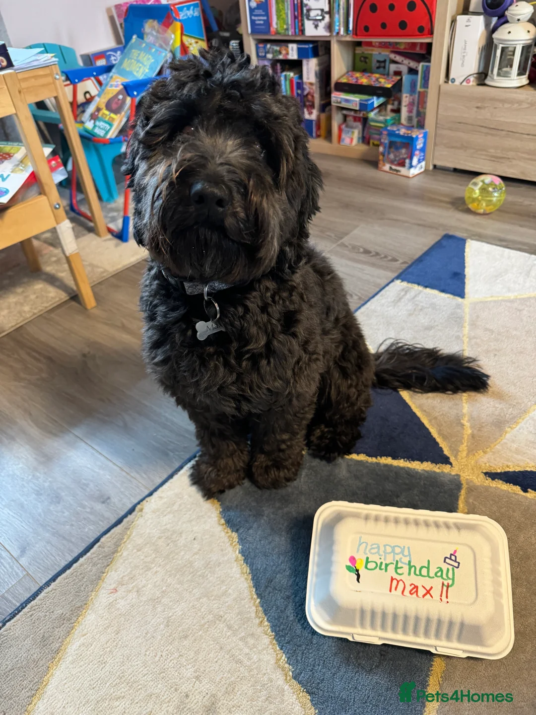 Cockapoo dogs for stud: Max 3 year old Cockapoo Stud £125 Experienced in Warrington - Advert 6
