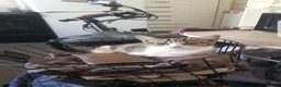 Mixed Breed cats for sale: Kittens - Advert 3