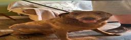 Labrador Retriever dogs for sale: Female Labrador for sale  - Advert 1