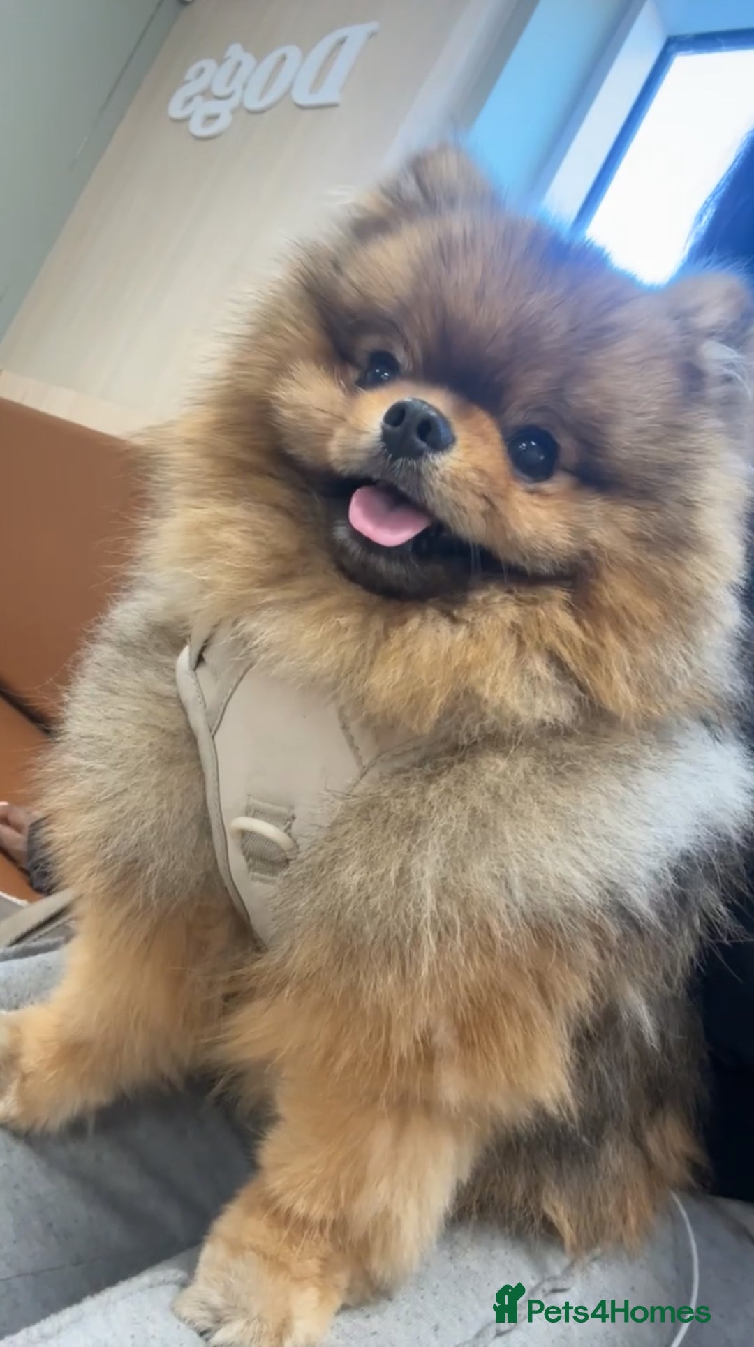 Pomeranian dogs for sale: Male Pomeranian  - Advert 1