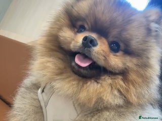 Pomeranian dogs Male Pomeranian - Advert 9