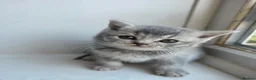 British Shorthair cats for sale: British Shorthair kittens - Advert 11