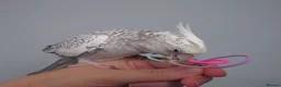 Cockatiels birds for sale: Hand reread hand tame female cockatiel  - Advert 6