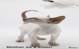 Siamese cats for sale: ✨Gorgeous GCCF registered kittens✨ - Image 25