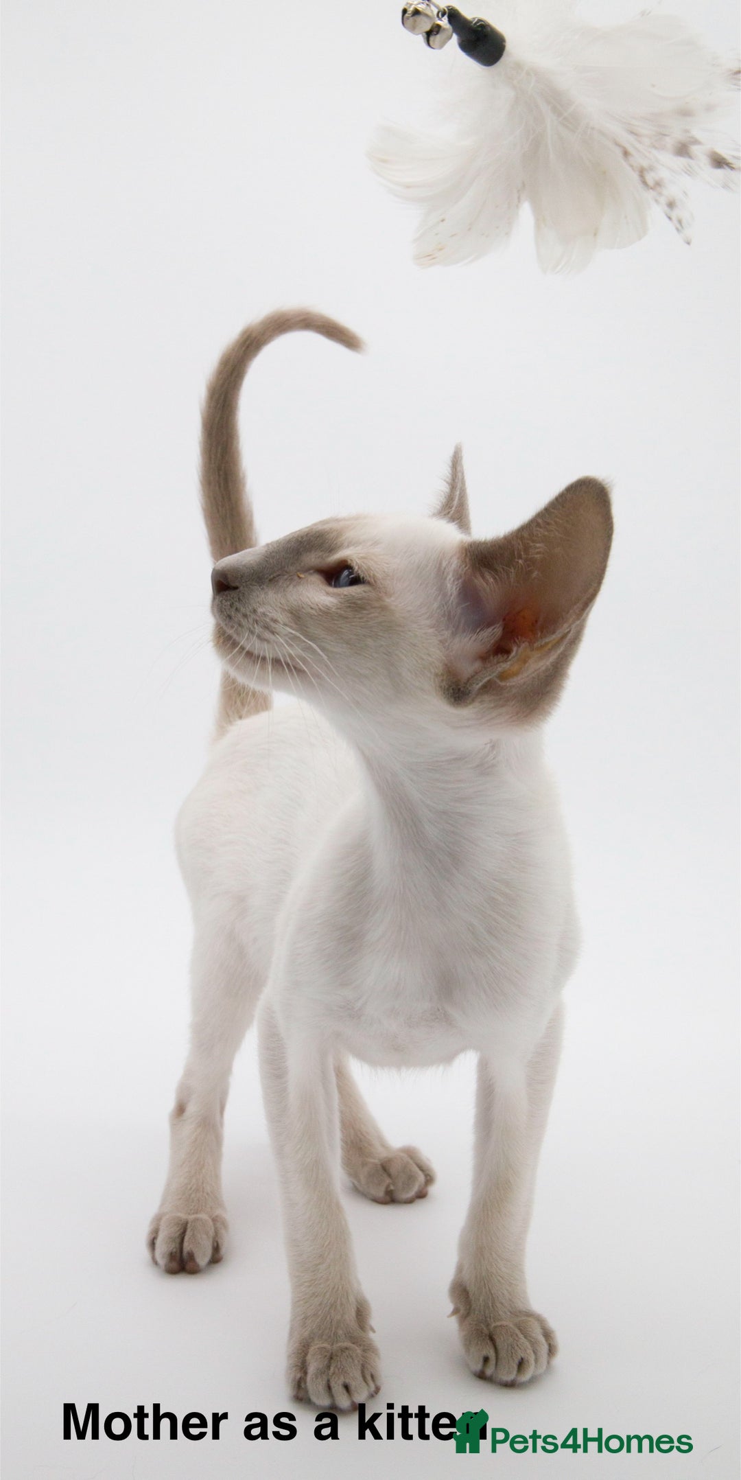 Siamese cats for sale: ✨Gorgeous GCCF registered kittens✨ - Image 25