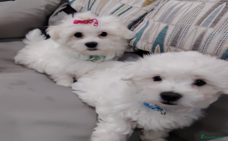 Maltese dogs - Advert 1