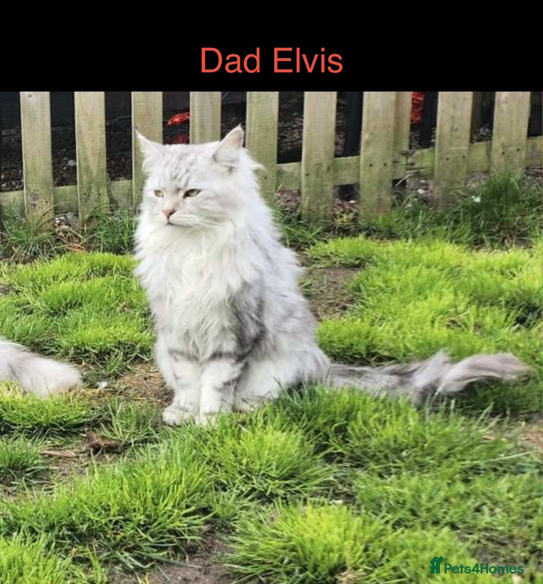 Persian cats for sale: Stunning Persian X maincoon kittens - Advert 17