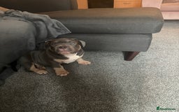 American Bully dogs for sale: Micro/Pocket Bully Puppy - Image 4