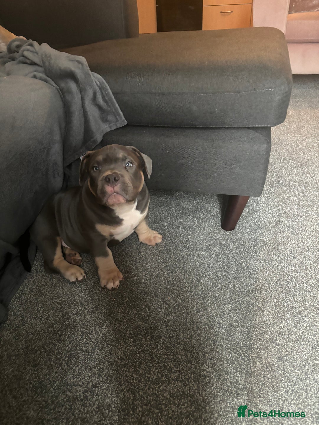 American Bully dogs for sale: Micro/Pocket Bully Puppy - Image 4