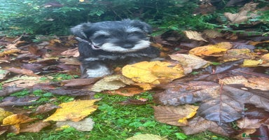 Miniature Schnauzer dogs Beautiful Minature Schnauzer puppies - Advert 5