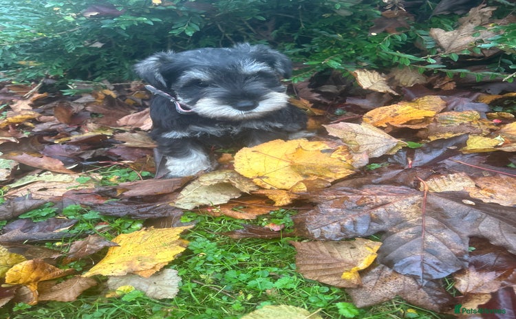 Miniature Schnauzer dogs - Advert 3