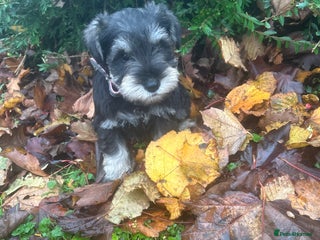 Miniature Schnauzer dogs Beautiful Minature Schnauzer puppies - Advert 1