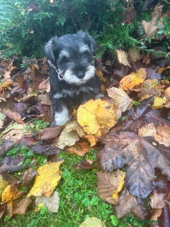 Miniature Schnauzer dogs - Advert 3