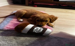 Golden Retriever dogs for sale: Golden Retriever Puppy - Female - Image 5