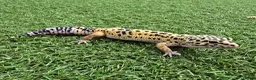 Leopard Gecko reptiles for sale: Leopard Geckos in Kingston upon Thames - Advert 2