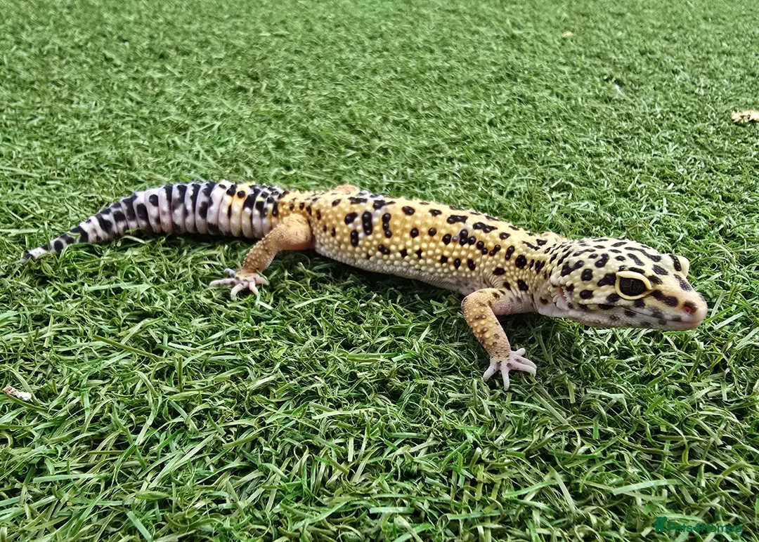 Leopard Gecko reptiles for sale: Leopard Geckos in Kingston upon Thames - Advert 2