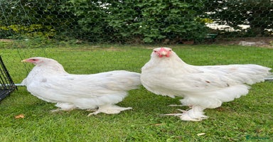 Chickens poultry - Advert 7