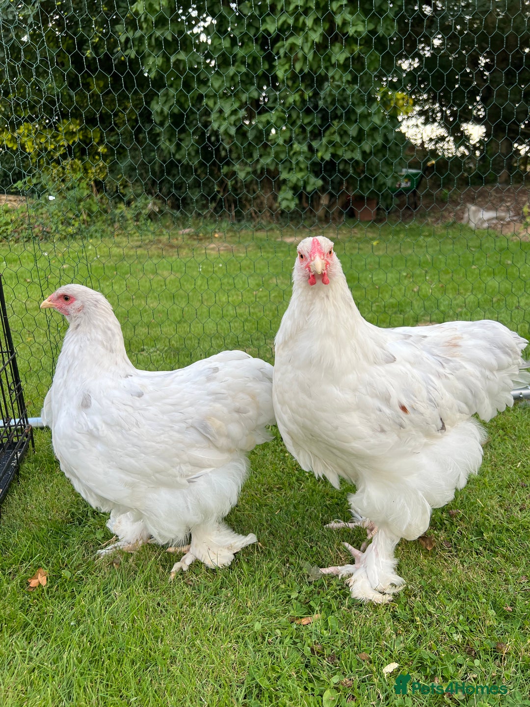 Chickens poultry for sale: Brahmas/Jersey giants - Image 2
