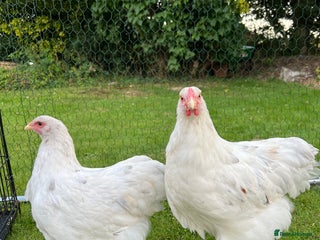 Chickens poultry - Advert 2