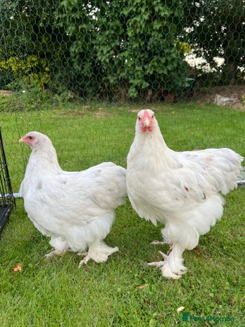 Chickens poultry - Advert 9