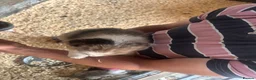Border Collie dogs for sale: Collie puppies - merles  - Advert 4
