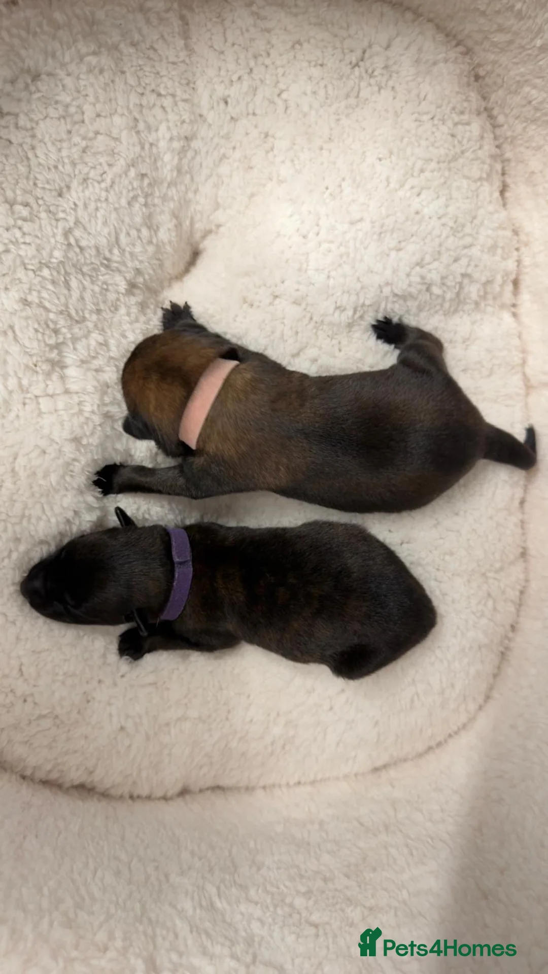 Belgian Shepherd Dog dogs for sale: Champion lines Dutch herder / Malinois puppies  - Advert 3