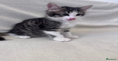 Mixed Breed cats - Advert 7
