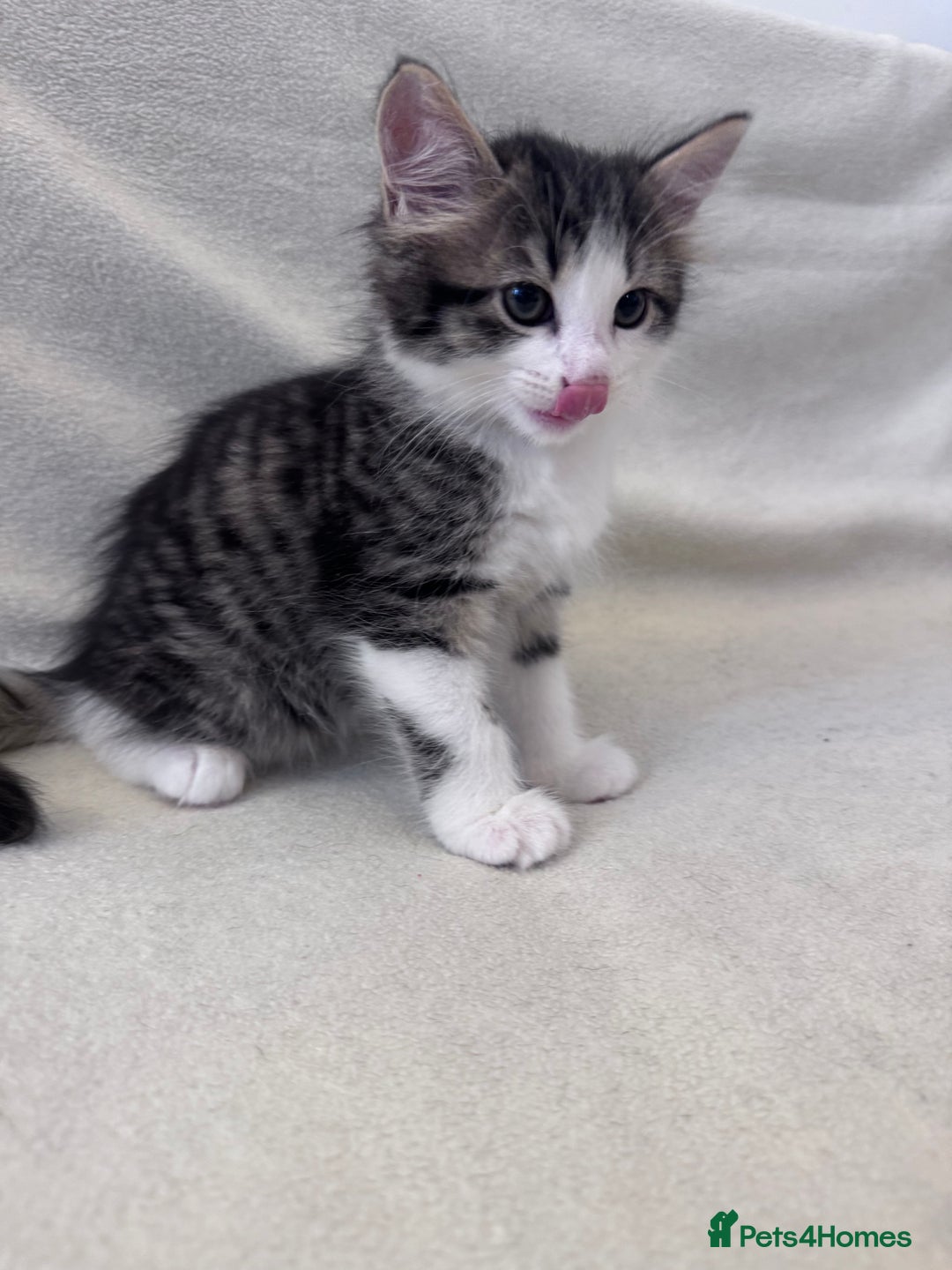 Mixed Breed cats for sale: Cute kittens looking for nice home  - Image 6