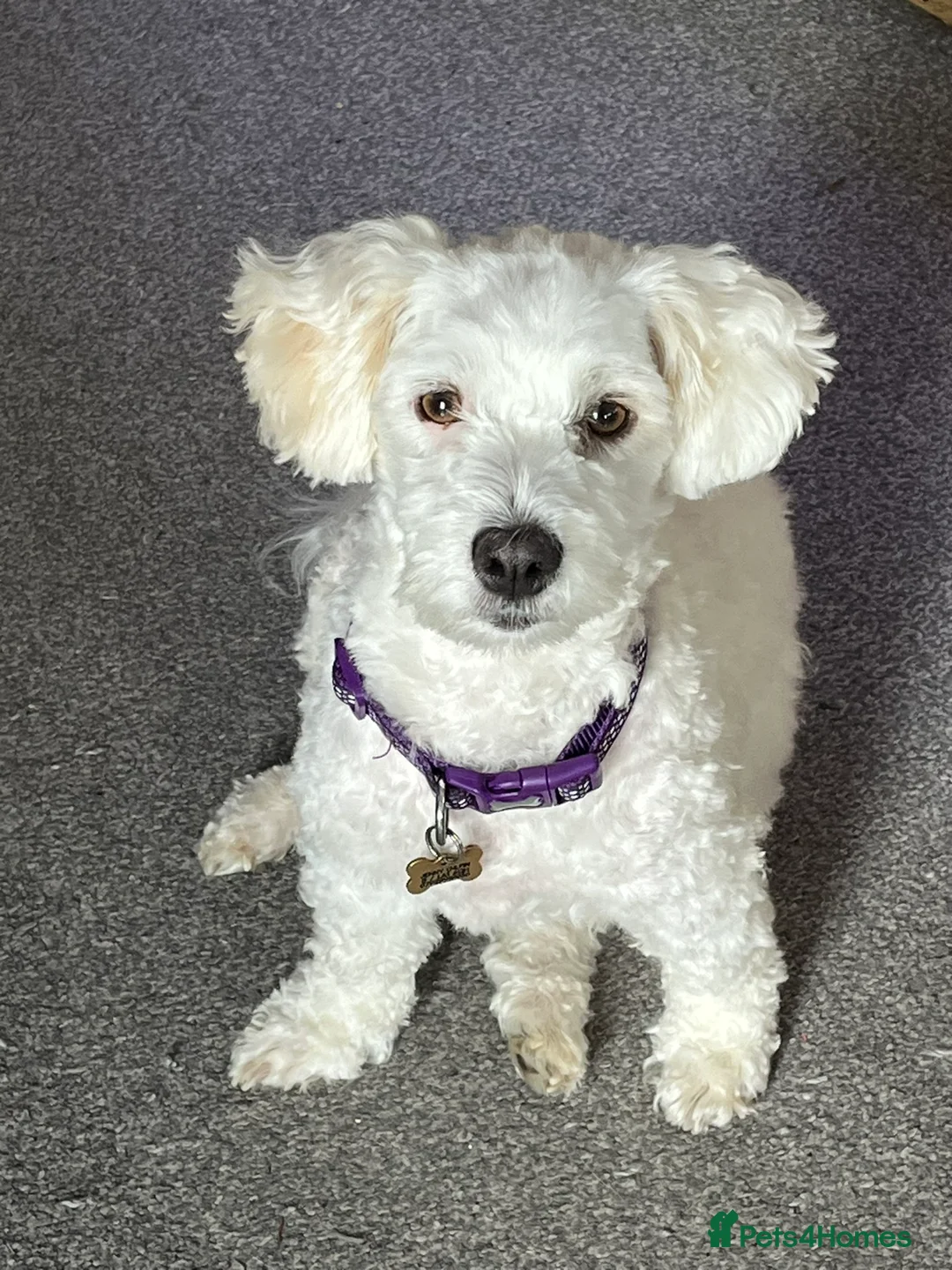 Coton De Tulear dogs for sale: KC reg Coton de Tulear Pups 1 boy, 3 girl - Advert 2