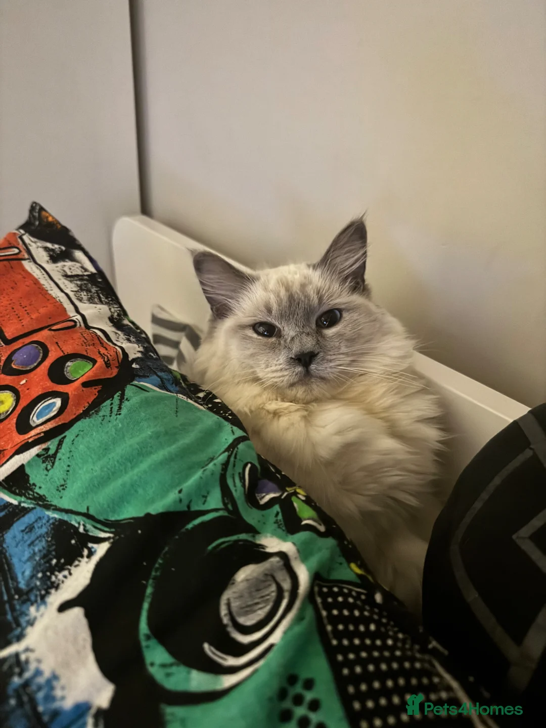 Ragdoll cats for sale: Blue point ragdoll female in Leven - Advert 7