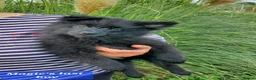 German Spitz dogs for sale: 1 German Spitz Mittel Boy left - Black - Advert 7