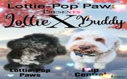 Cockapoo dogs for sale: ✨ Beautiful F2 Multi-Gen Cockapoo Puppies - Image 2