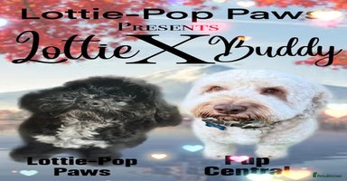 Cockapoo dogs - Advert 7